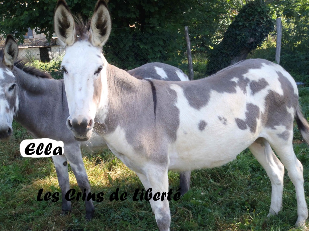 Dept19-8 et 7 ans, ELLA et ZITA, ânesses ONC, sauvées par KAtia19 (oct 2018) Zita211