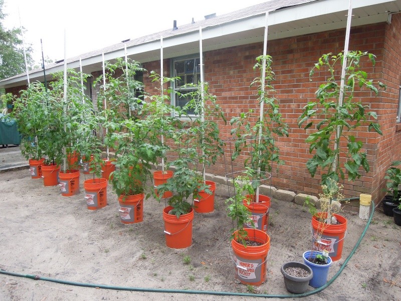 planting in bucket Dscn0733