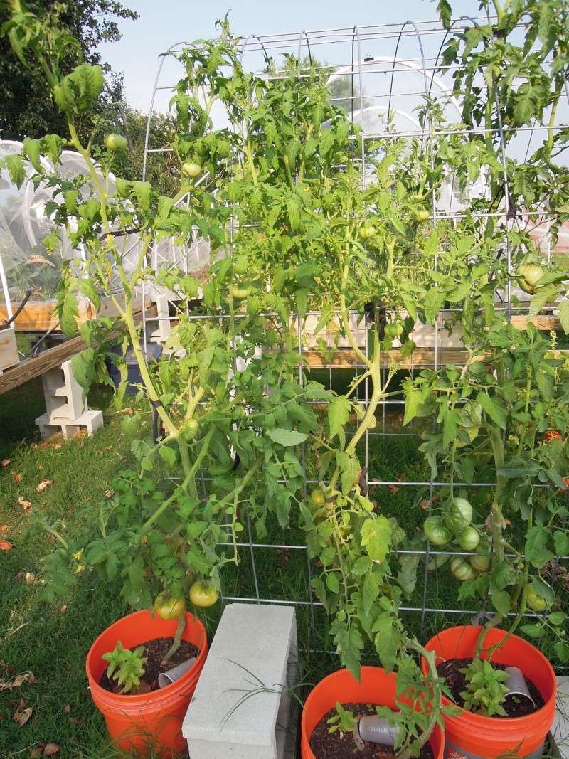 tomato blight Dscn0829