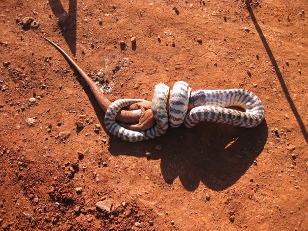 Snake eating a goanna.  Image020