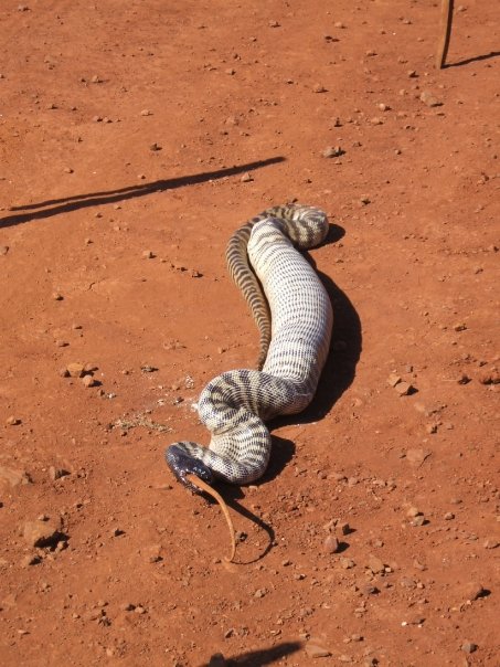 Snake eating a goanna.  Image026