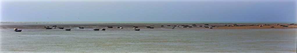 et vouii nos z'amis les phoques de Berck Okrvm189