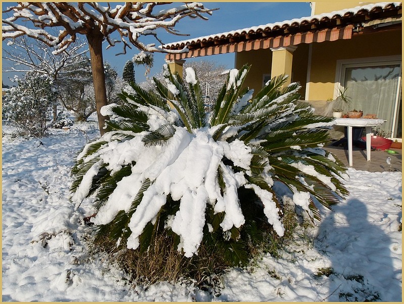 Cycas revoluta - Page 2 Neige_28