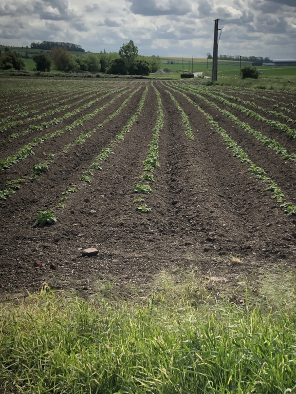 Evolution des cultures de pommes de terre 2021 64373110