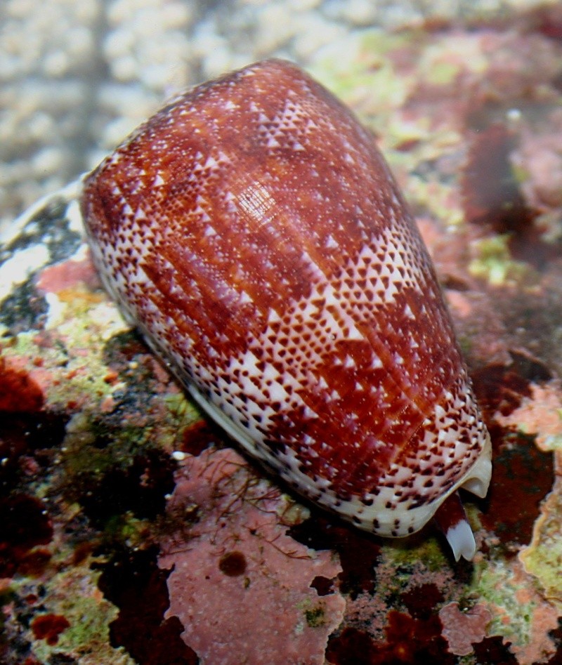 Textilia adamsonii (Broderip, 1836) - Live Adamso28