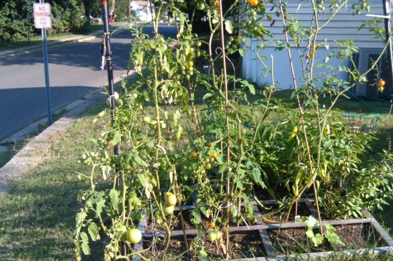 Tomato Tuesday/Mid-Atlantic Region - Page 2 09122010