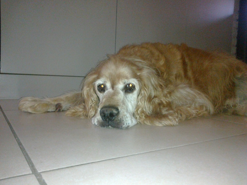 ticky cocker golden male 13ans dep 41 - Page 6 04082012