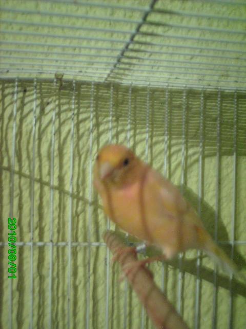 *Mis aves * Pict0010