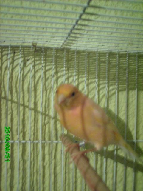 *Mis  aves * Pict0010