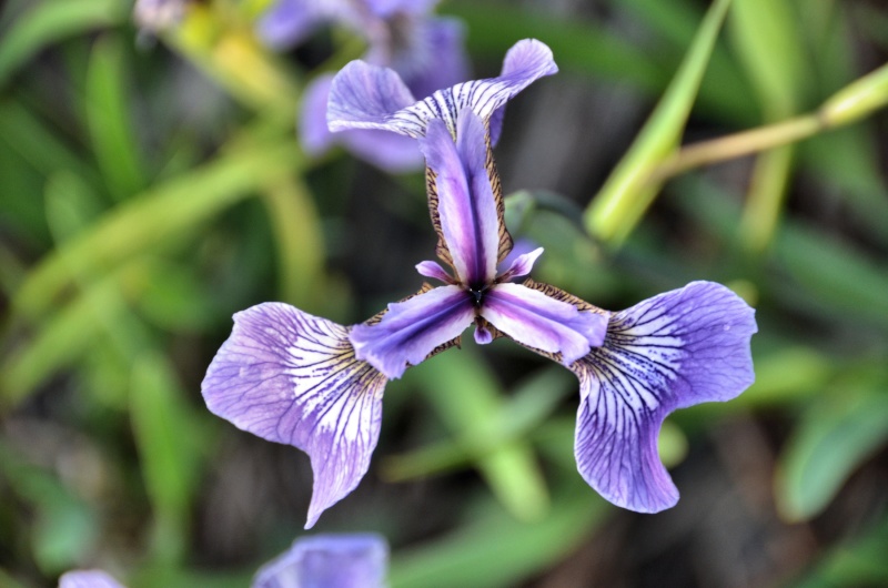 Iris versicolore Iris-v10