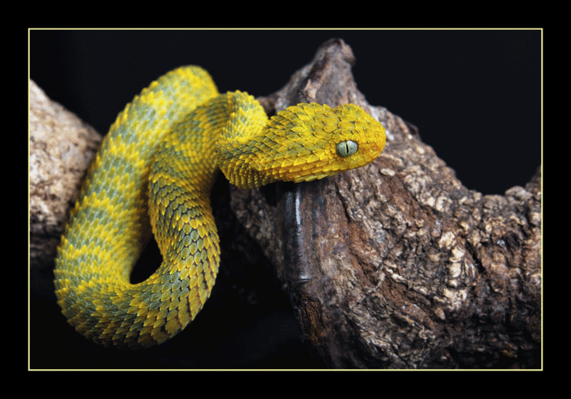 young Atheris squamigera Dsc_0210