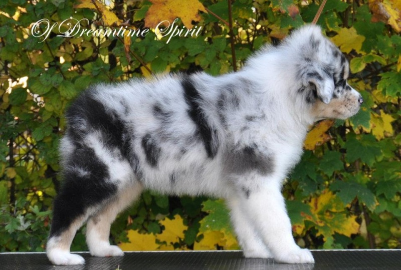 Chiot Border Collie Croisé Berger Allemand