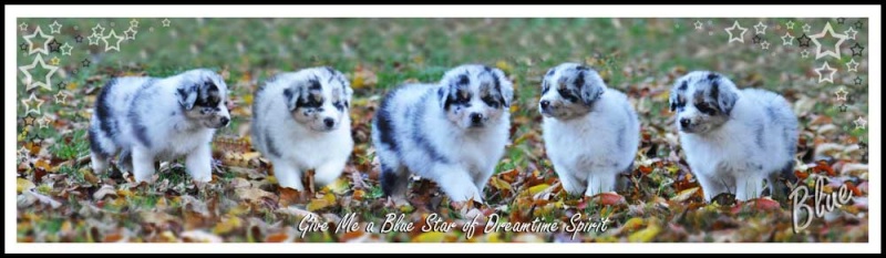 Border Collie Ou Berger Australien