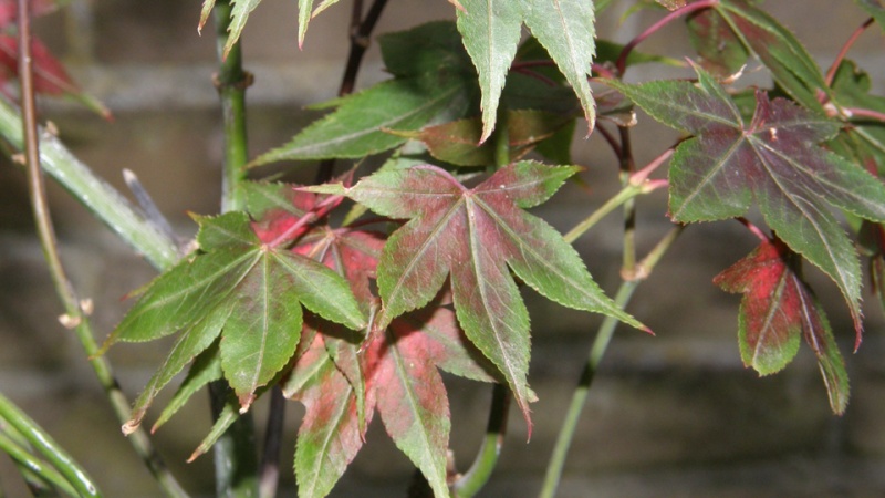 Acer Palmatum dying slowly Acer_f11