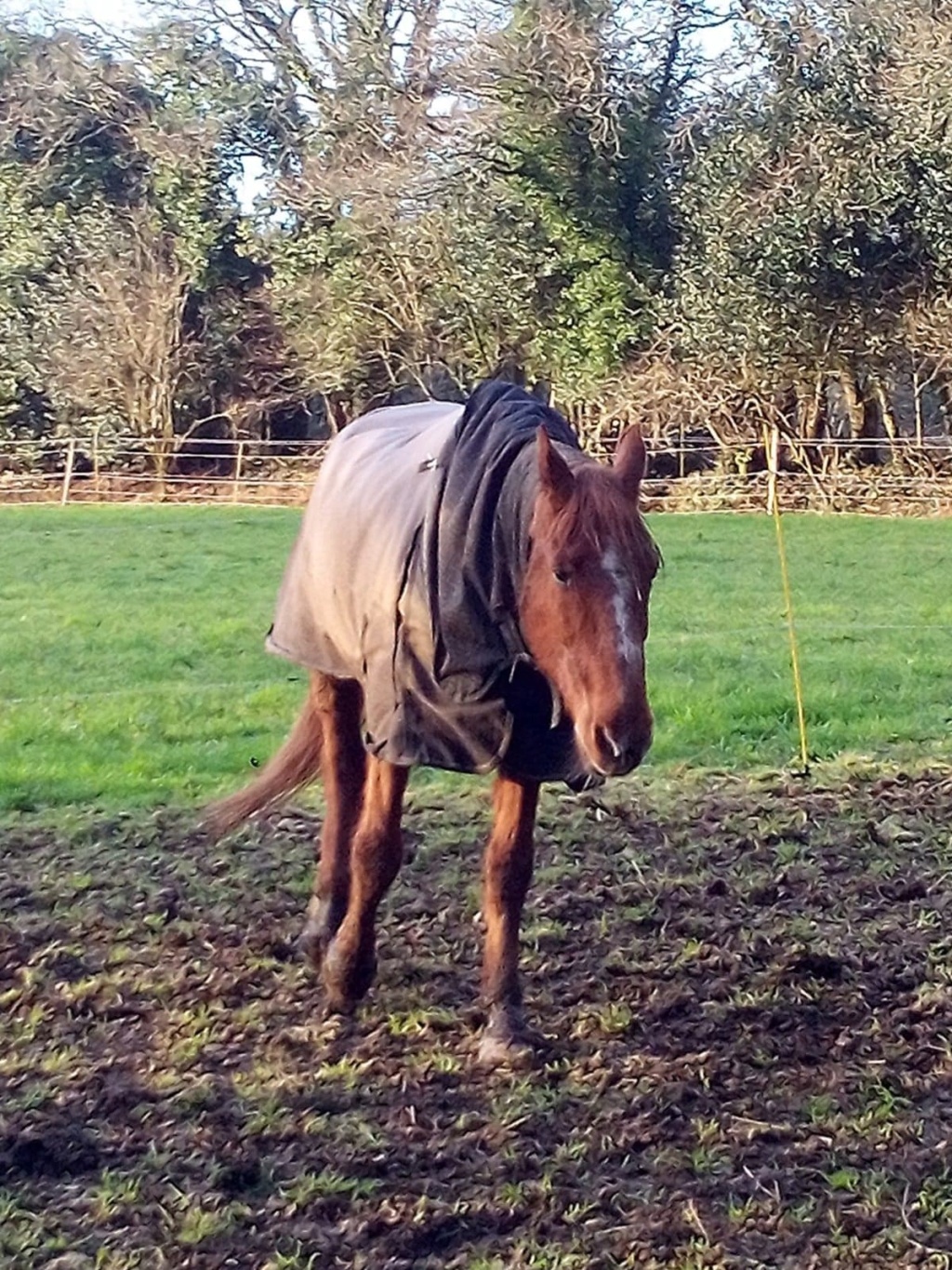 BELLOU - cheval alezan - 30 ans (FA longue durée) Bellou17