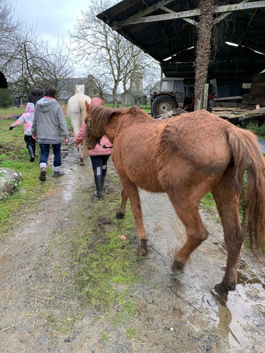 FANCY FFOREST - ponette français de selle PP - 27 ans Fancy_16