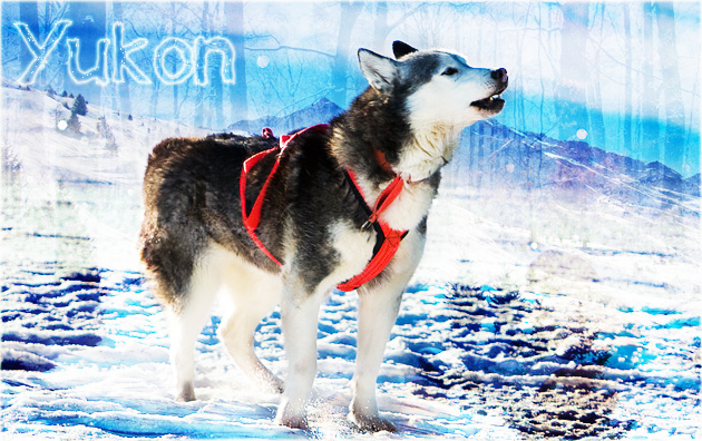 Yukon - Meuneur des chiens de traineau [ CHIEN - LIBRE ] 15672210
