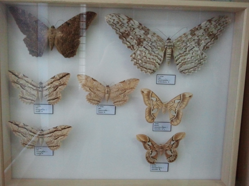 (photos) Aquarium/Lepidoptères musée de Douai Photo038