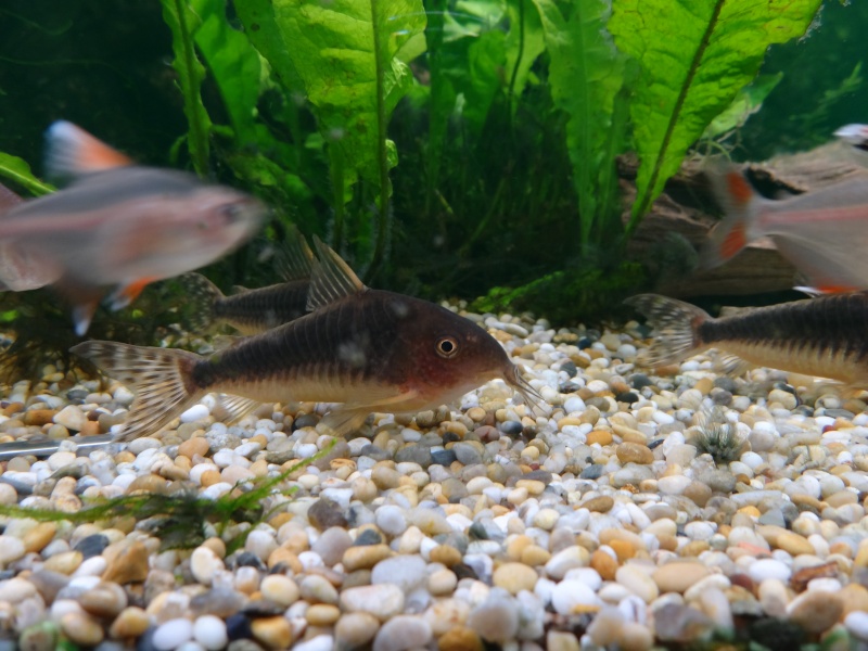 Corydoras Gossei or Seussi?  Dsc02113