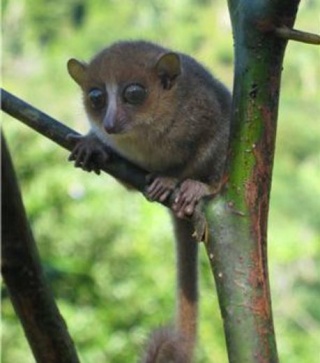 zoologie janvier 2012 nouvelle espèce Madagascar primate mammifère Ute Radespiel forum Microcebus gerpi GERP espèce menacée forêt de Sahafina