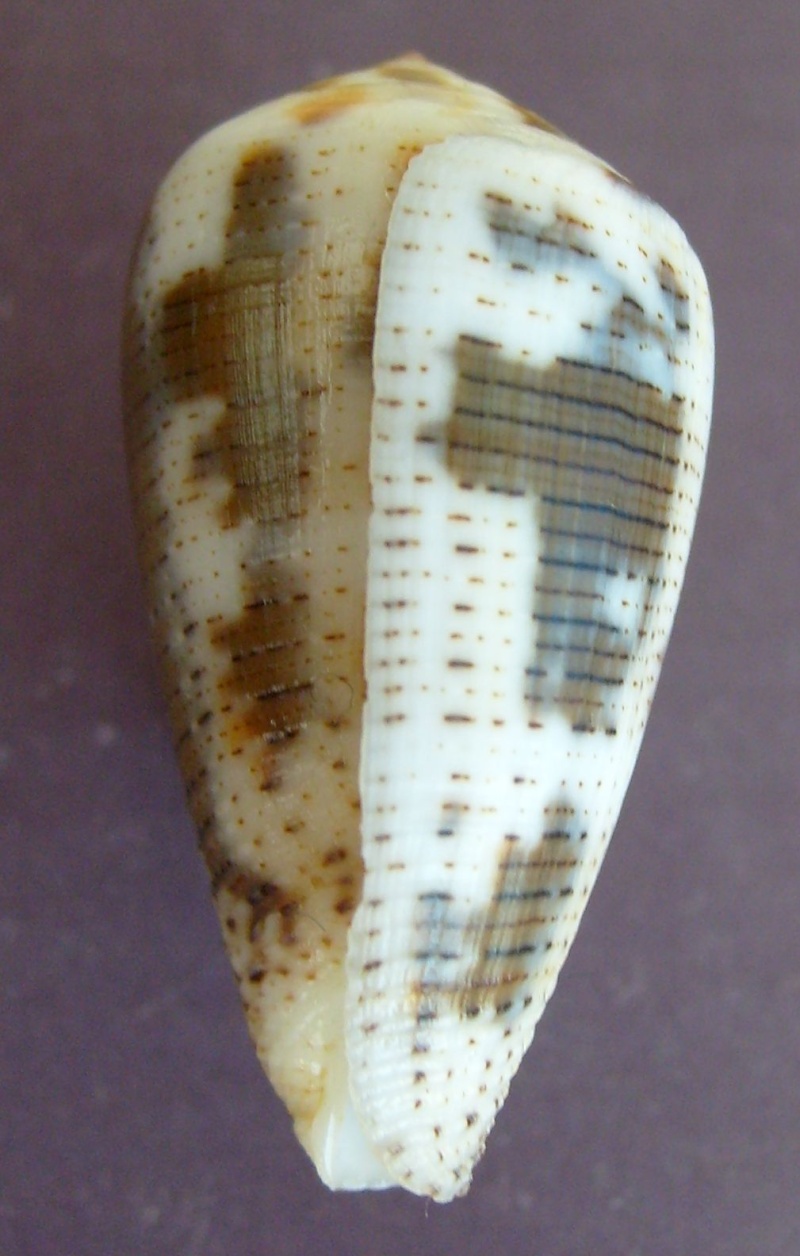Conus (Pionoconus) striolatus (Kiener, 1848) S6300411