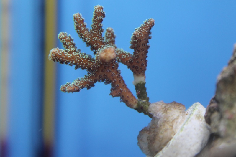 acropora pointes blanches. Img_2510