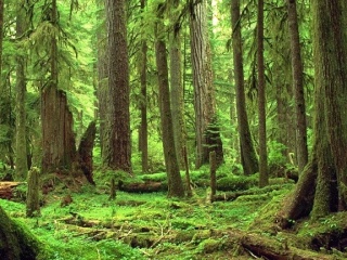 La forêt giboyeuse  Foret10