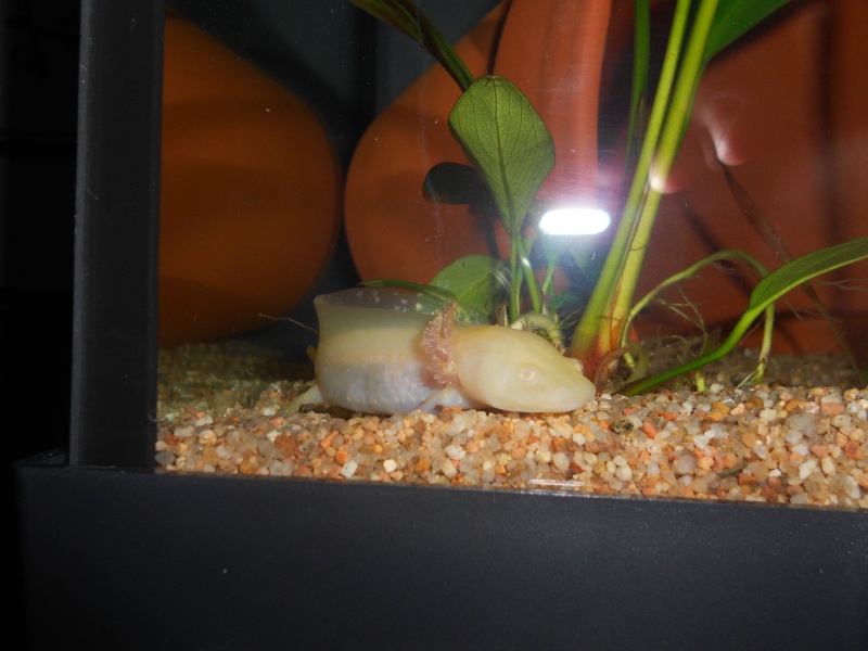 axolotl Dscn0720
