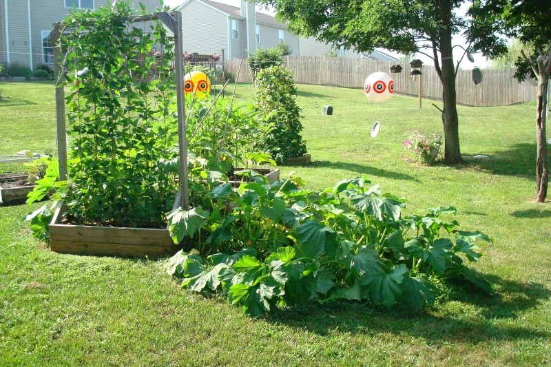 Yard Long Bean July_215