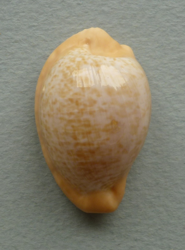 Cypraeovula fuscodentata (Gray, 1825) Fuscod10