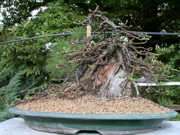 Ficus Carica on the rock since 2000 2002_010