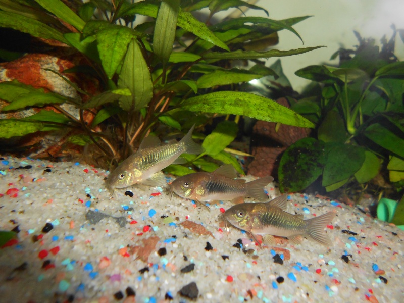 Sexage corydoras 310