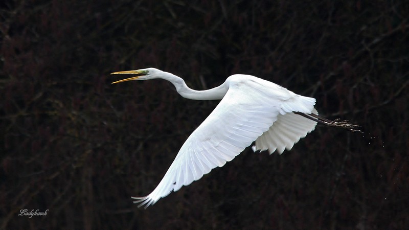 aigrette Aigret10