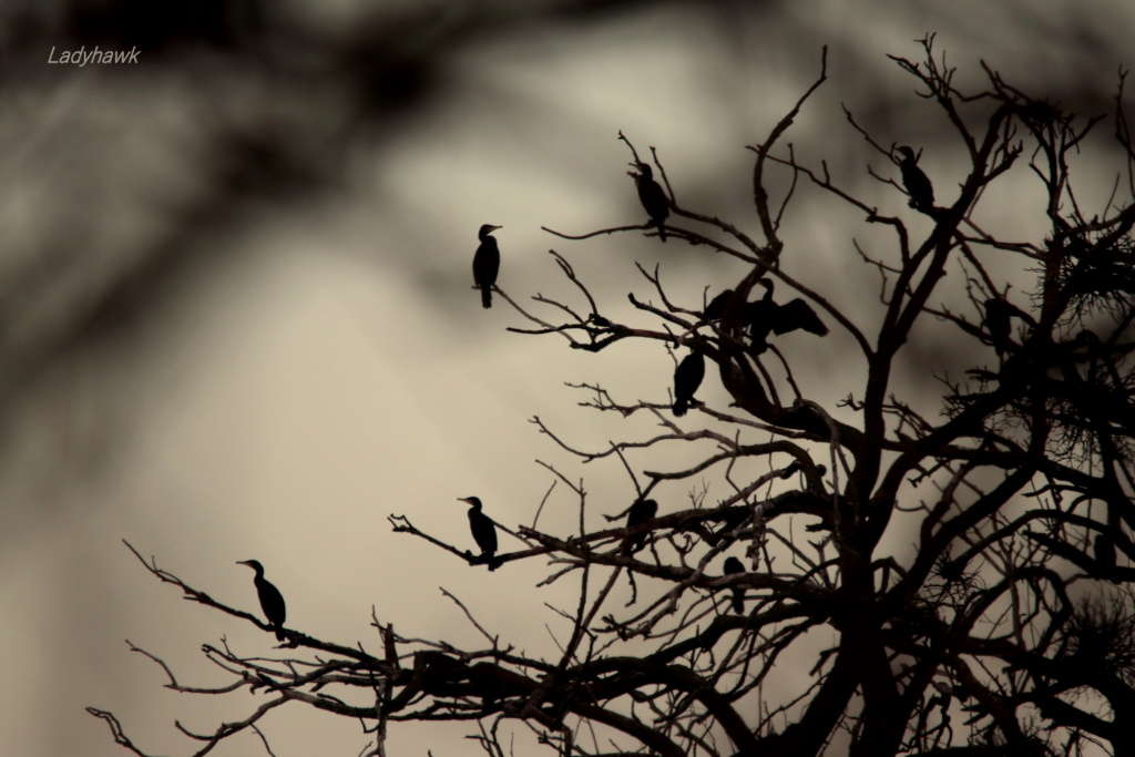 l'arbre aux cormorans Img_4112