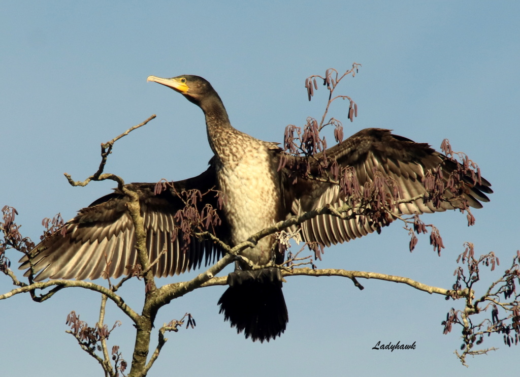 cormoran Img_4210