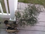 New Eastern Red Cedar bonsai (at awesome price) Img_2025