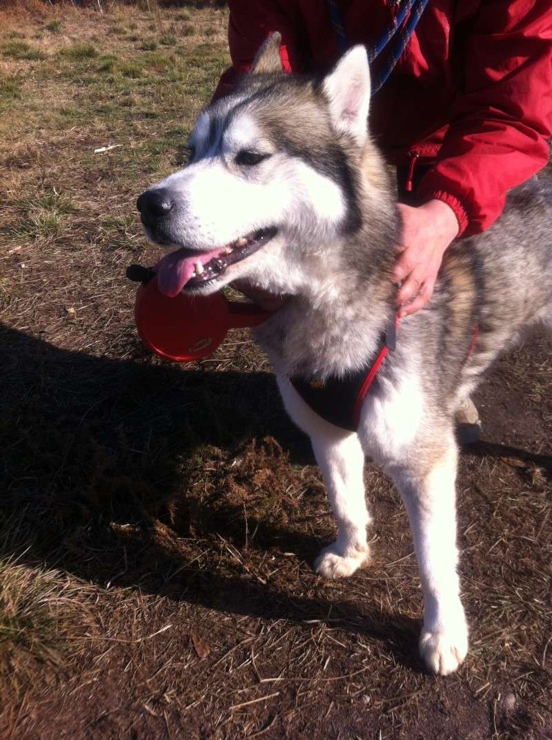 MADDOCK TRES BEAU HUSKY 3ANS SAUVE DE L'EUTHANASIE ET PABLO ASSO:33  ADOPTES Img_0411