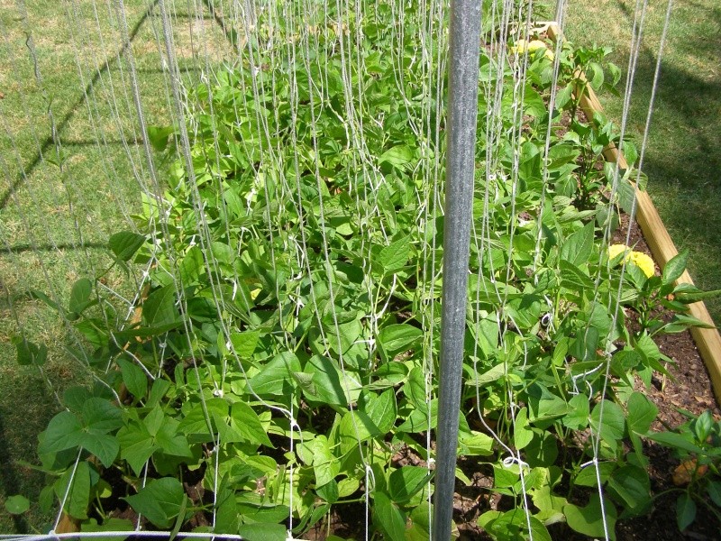 need advice with pole beans P5023011