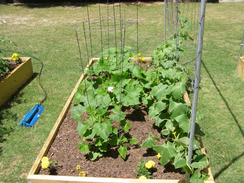 2012 Lower South gardens P5113012
