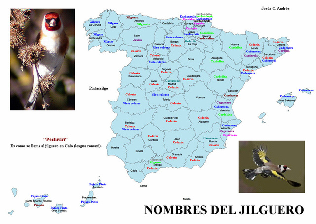 Articulo sobre el jilguero Jilgue10