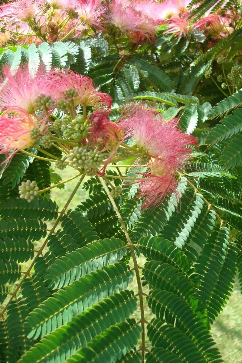 Ressemblance entre Mimosa pudica et albizia Albizi11