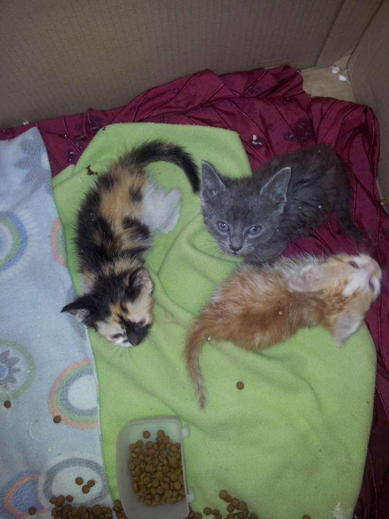 chatons Toulouse 03710