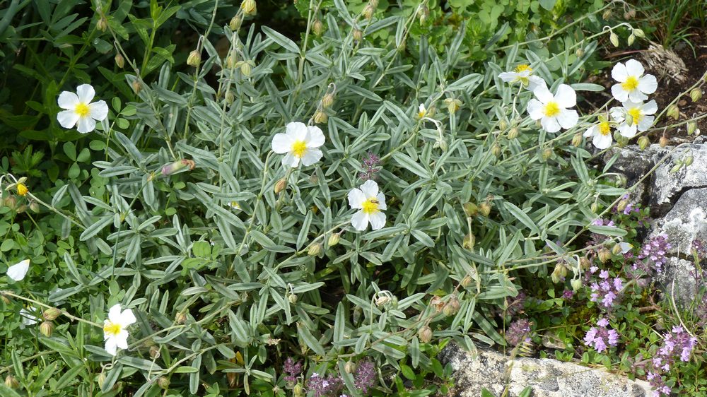 [Helianthemum apenninum] Helianthemum apenninum ? Helian10