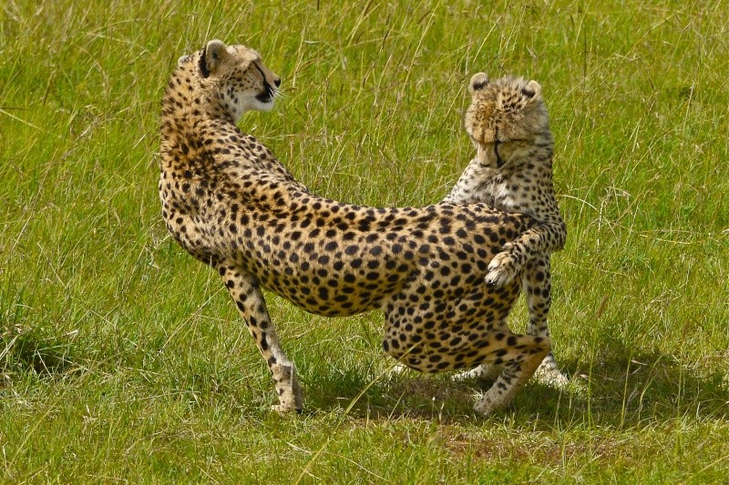 Cheetah mum and cub Mara North Conservancy June 2012 P1040212