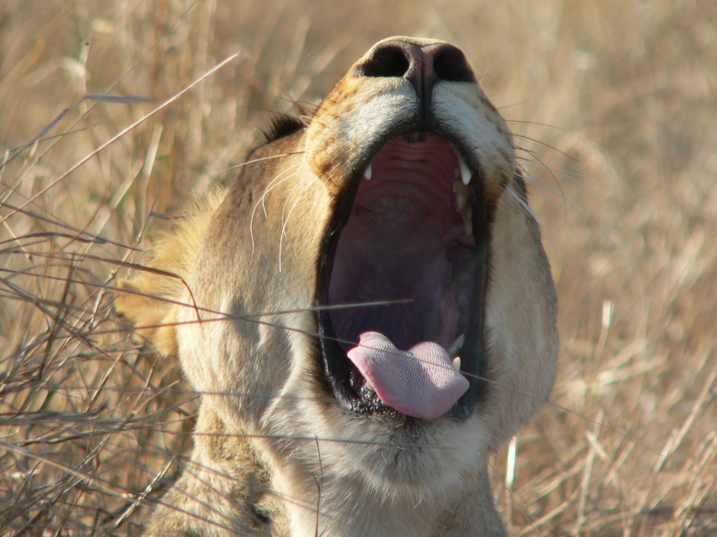 Yawning Big Cats ! P1040310