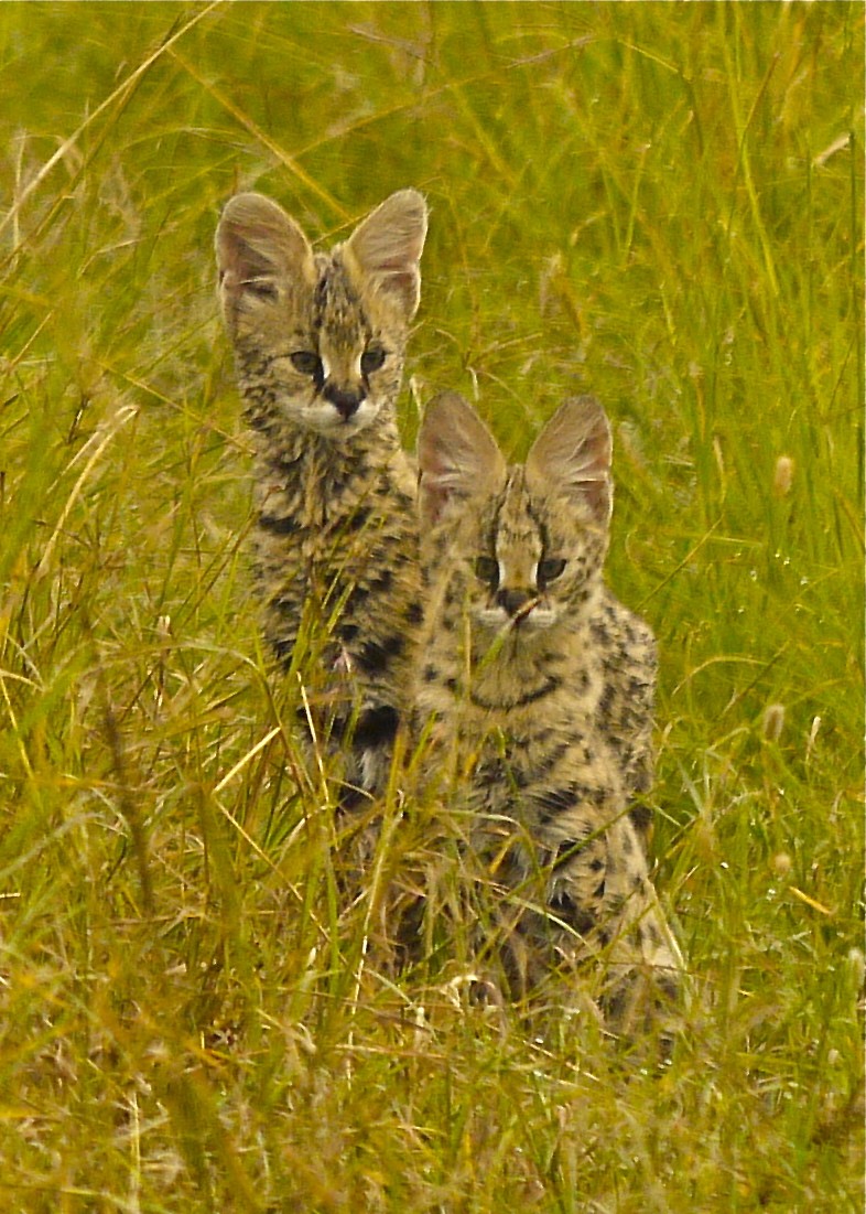 Serval Kittens, Musiara Marsh, Masai Mara, June 2012 P1040610