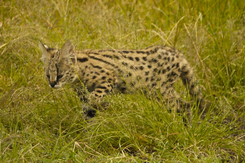 Serval Kittens, Musiara Marsh, Masai Mara, June 2012 P1040615