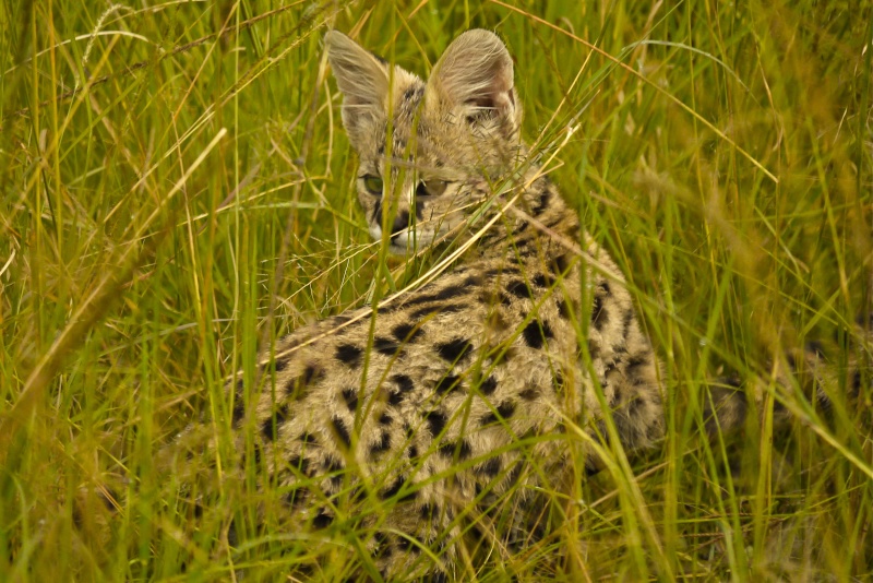 Serval Kittens, Musiara Marsh, Masai Mara, June 2012 P1040617