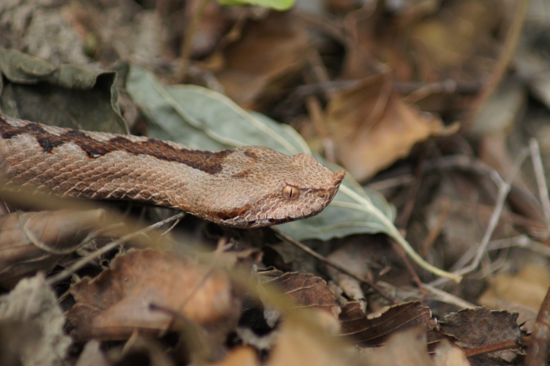 Some pictures from today's herp Dsc02310