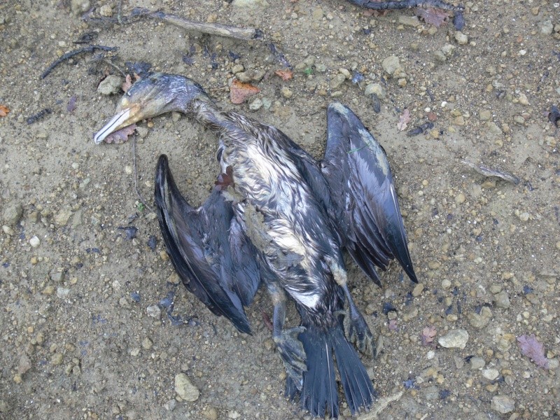 2 cormorans trouvés MORTS. Photos19